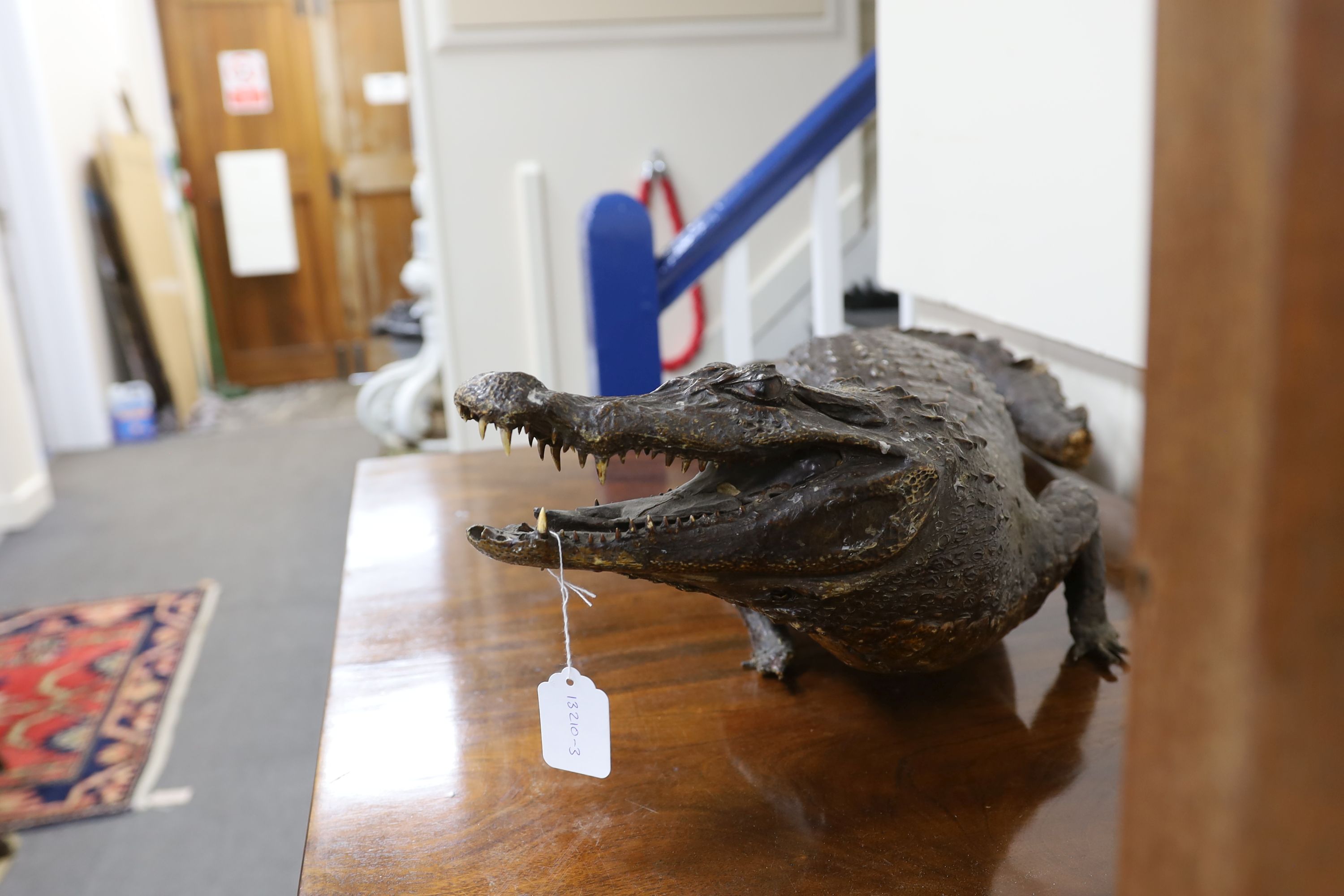 A taxidermy late 19th century Nile crocodile, approximately 92cm long